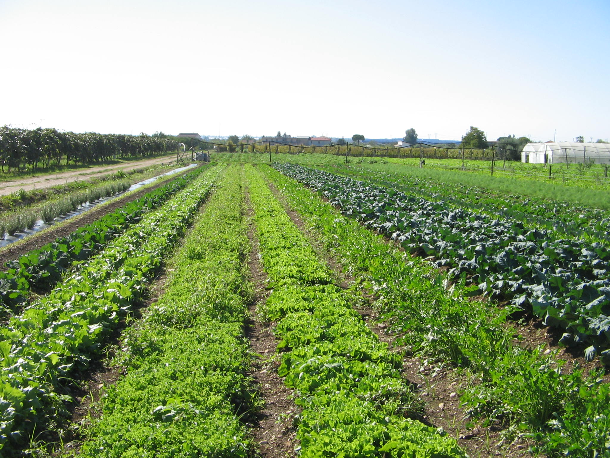 Azienda agraria