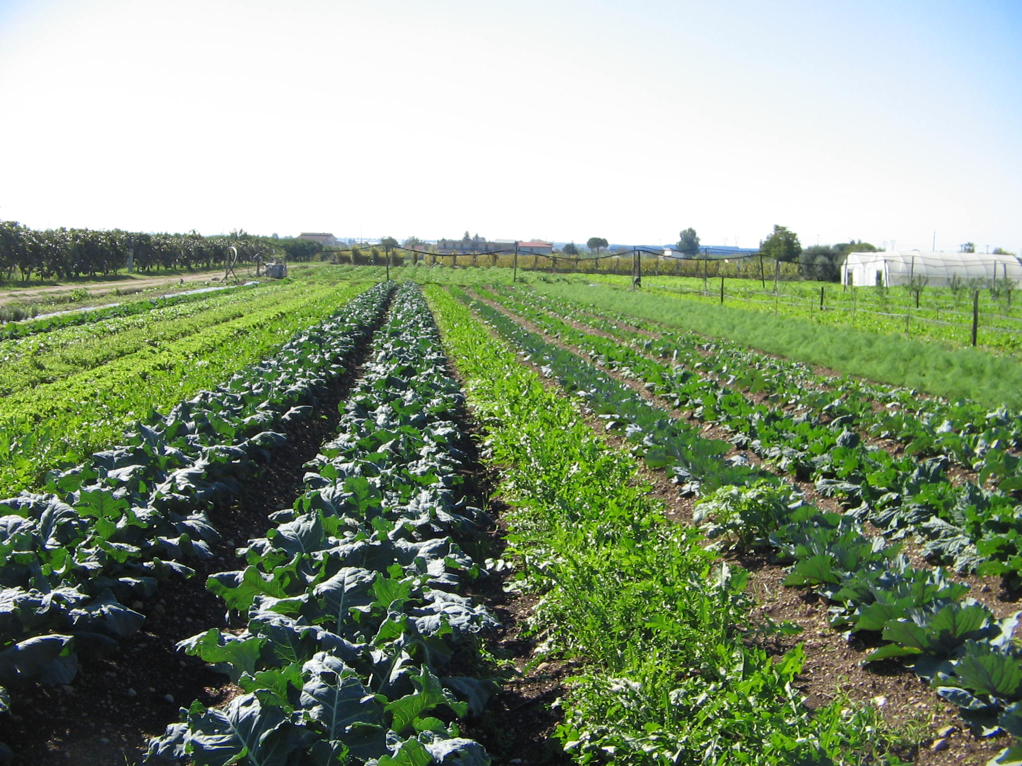 Azienda agraria