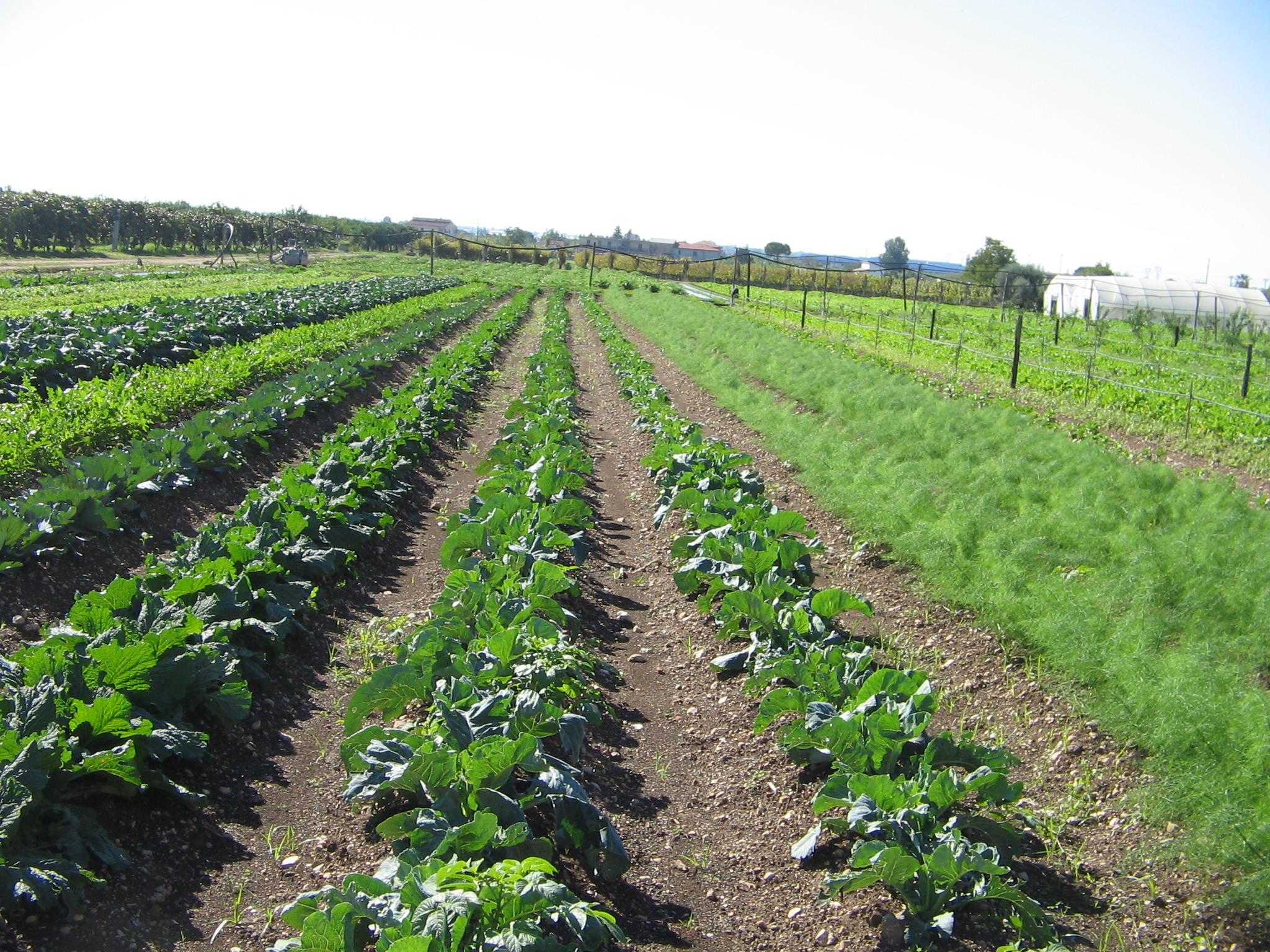 Azienda agraria