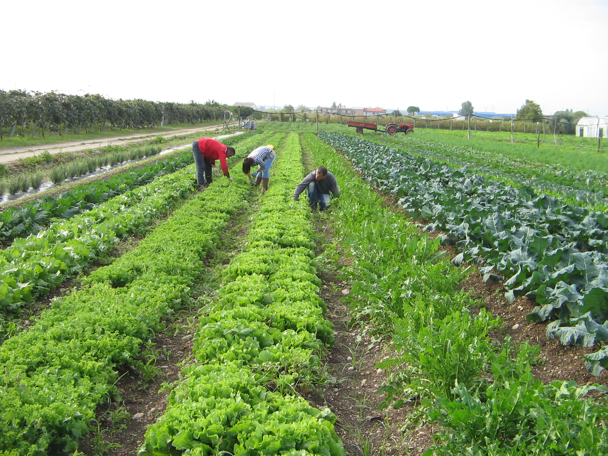 Azienda agraria