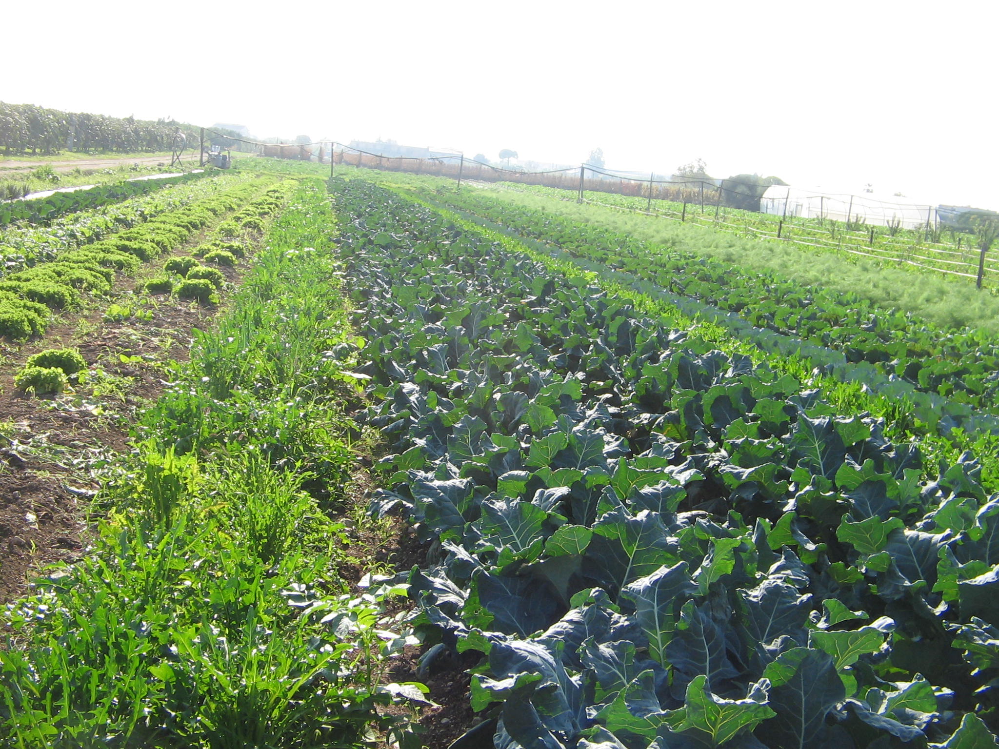 Azienda agraria