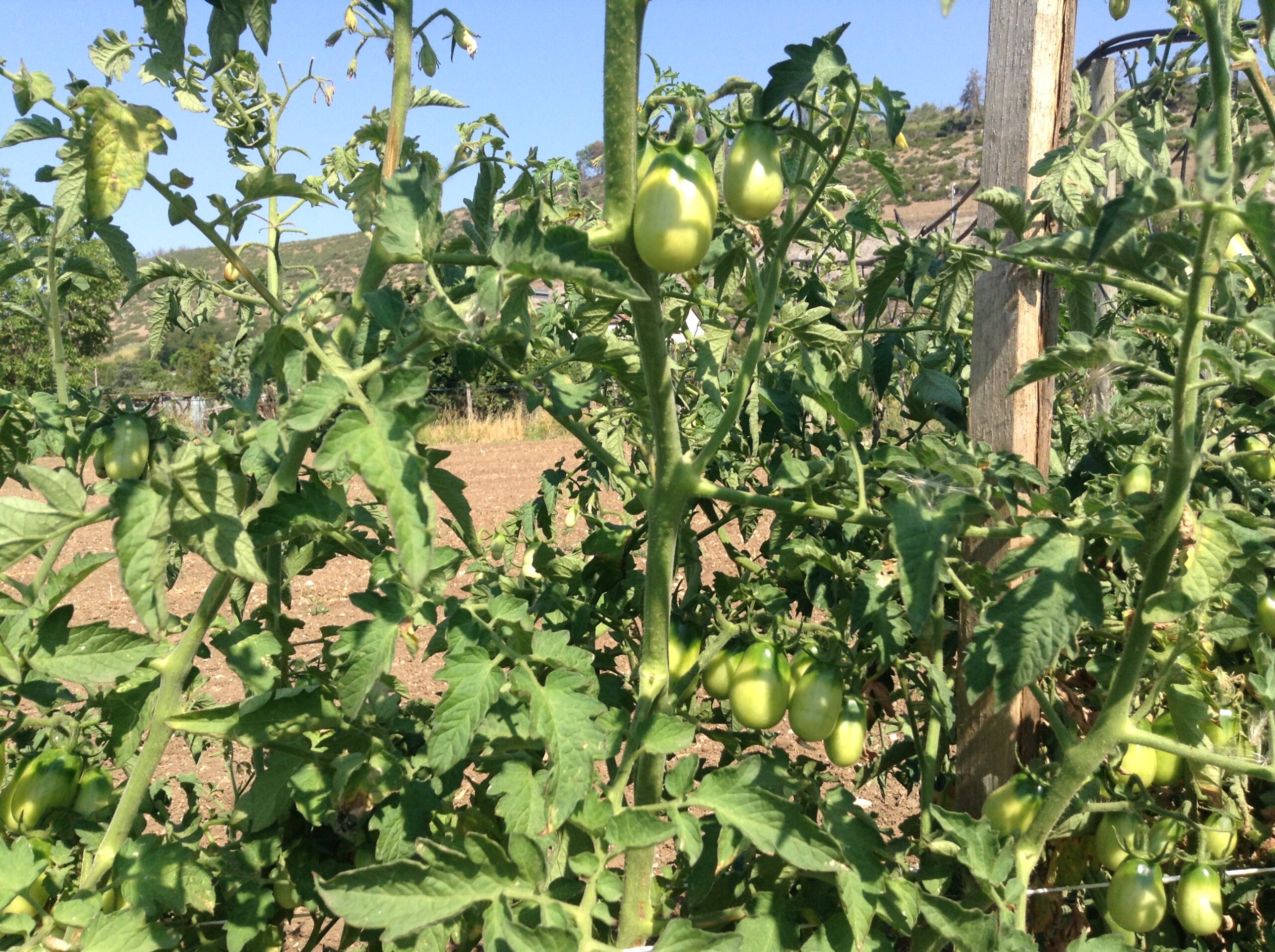 Azienda agraria