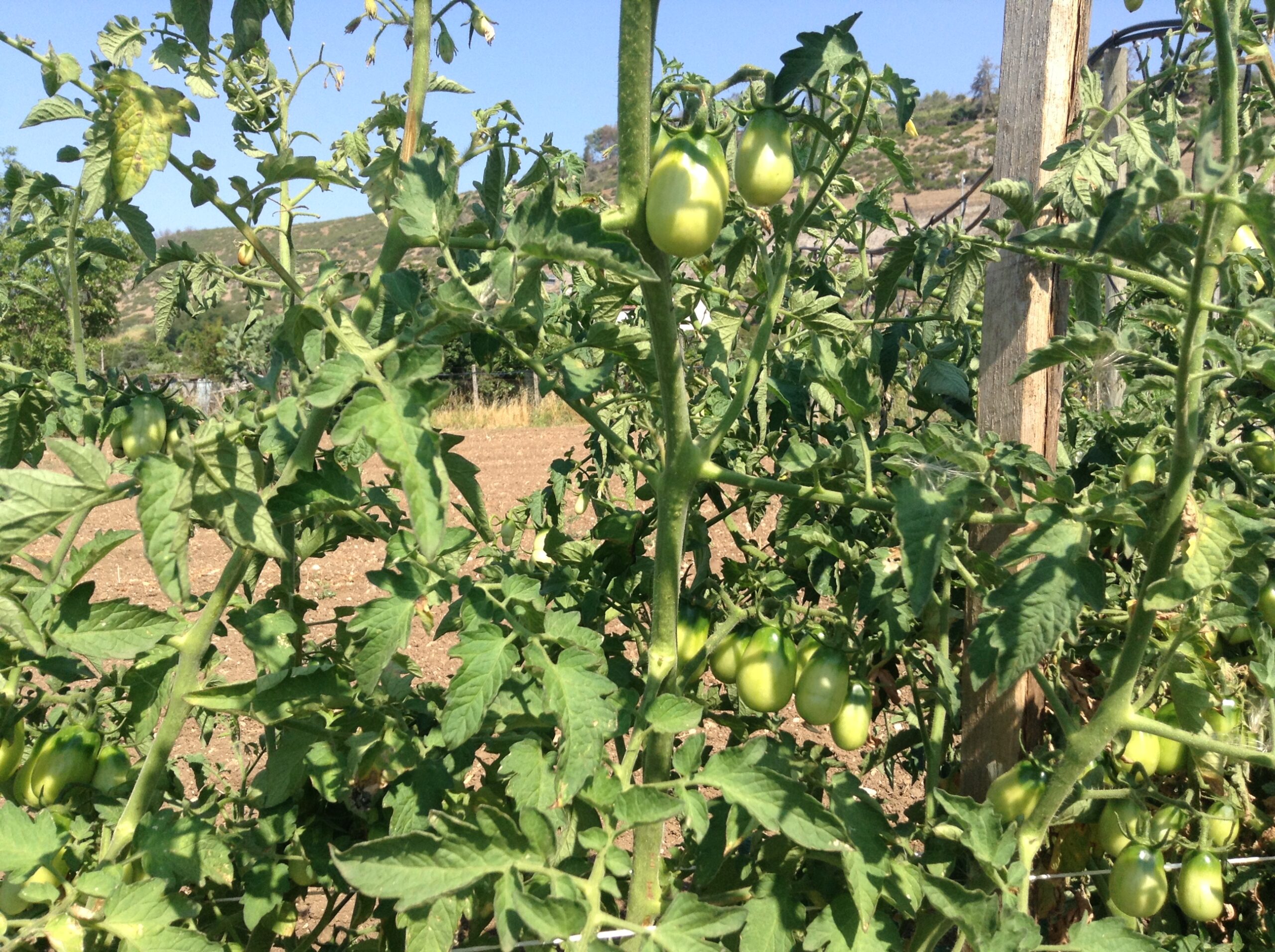 Azienda agraria