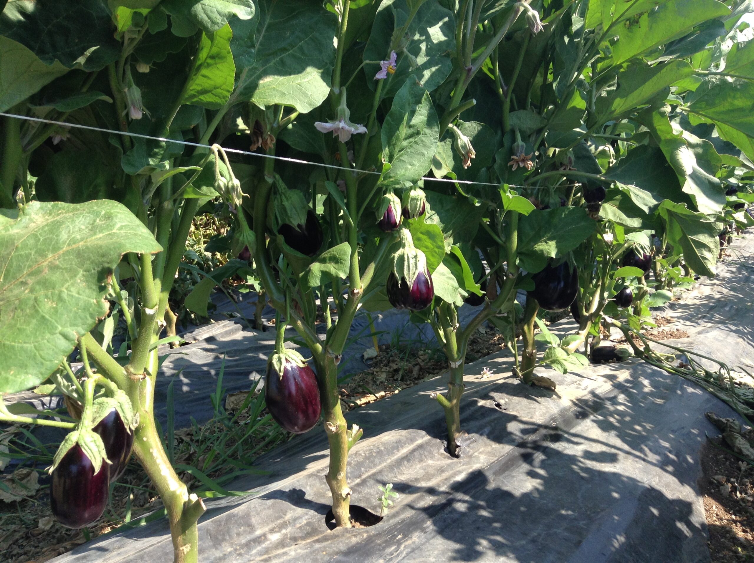 Azienda agraria