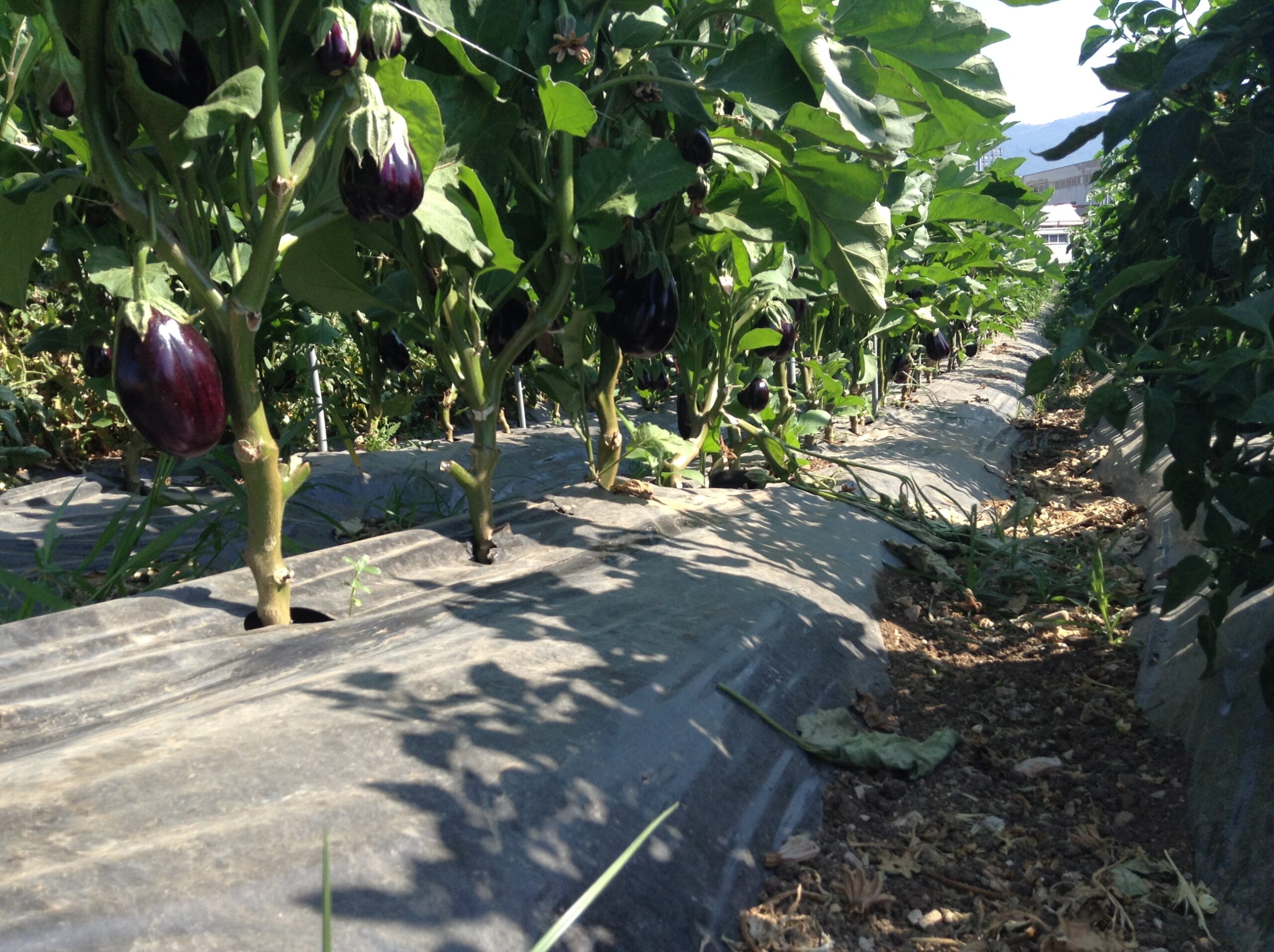 Azienda agraria