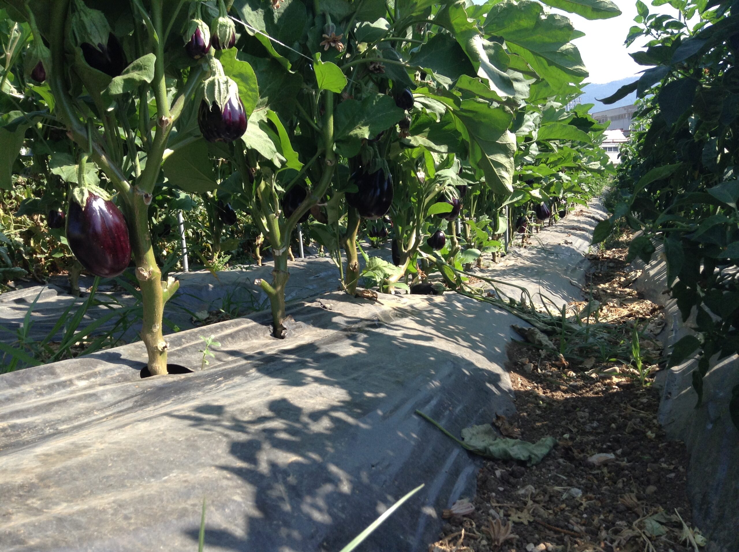 Azienda agraria