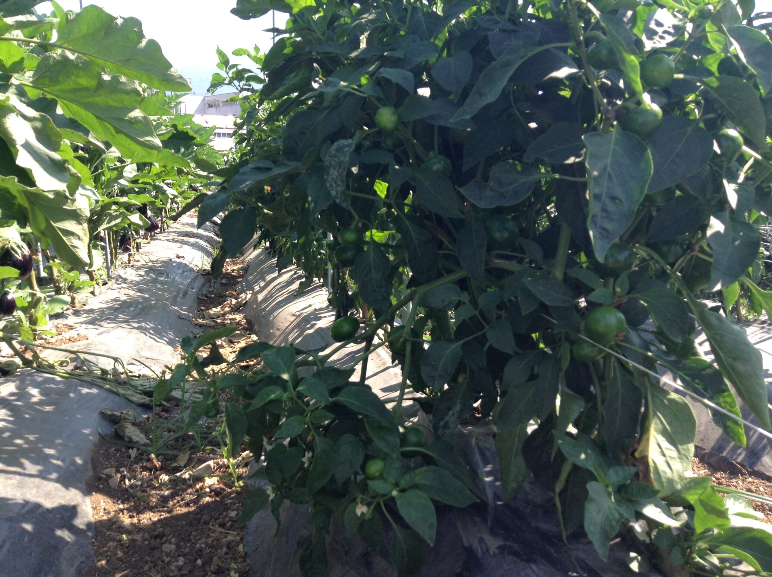 Azienda agraria