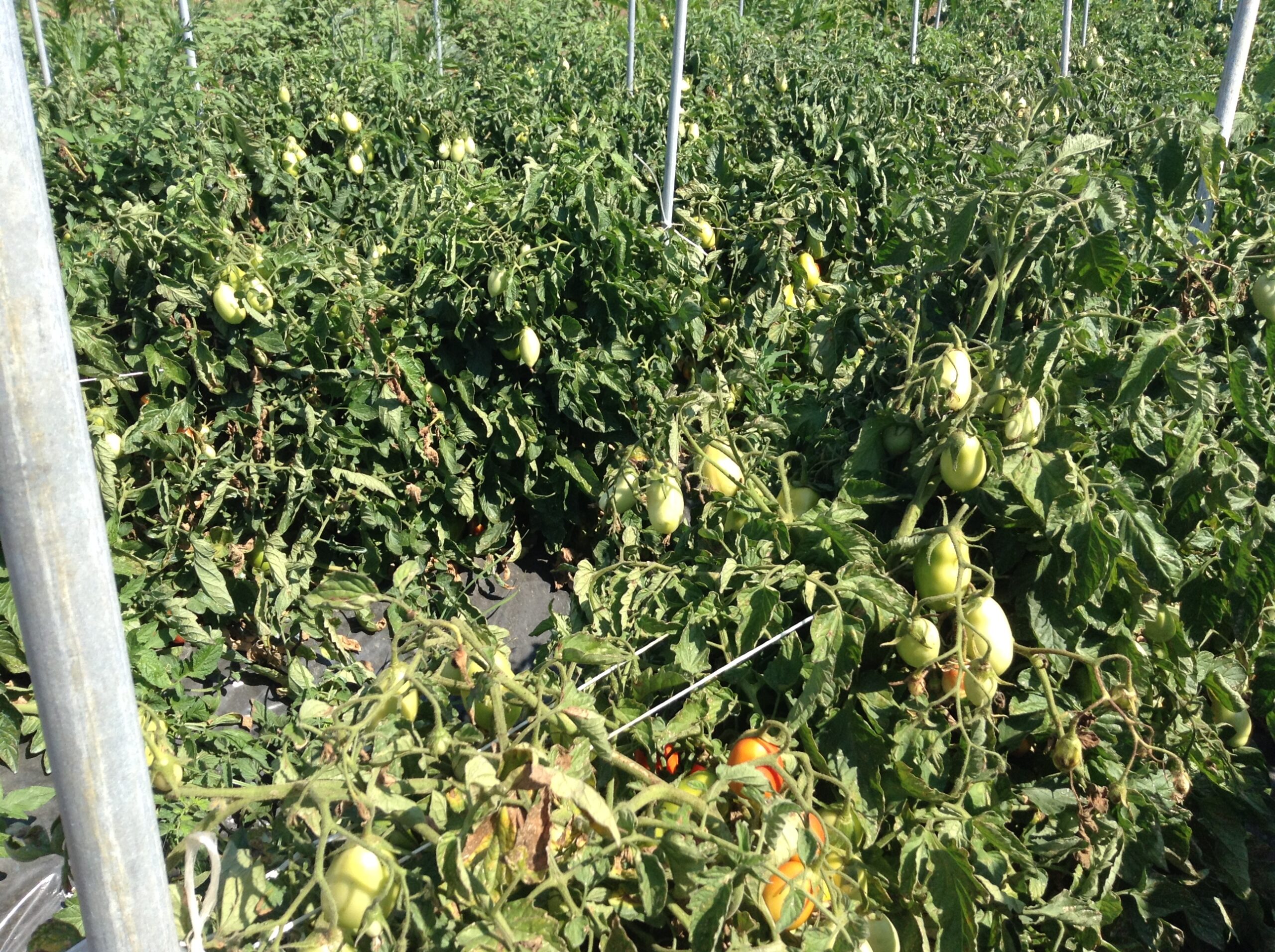 Azienda agraria