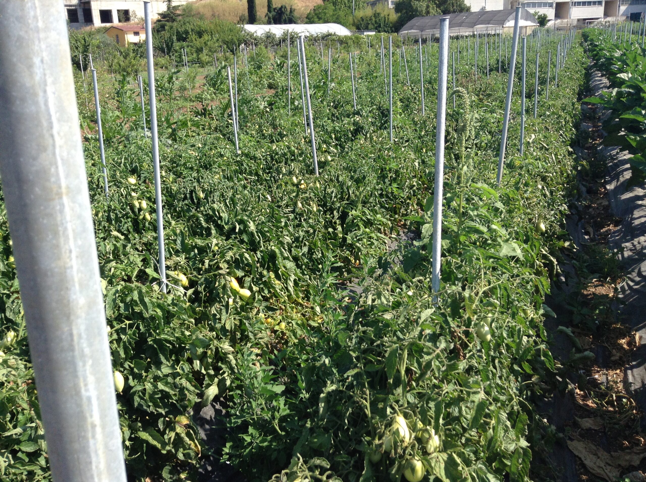 Azienda agraria