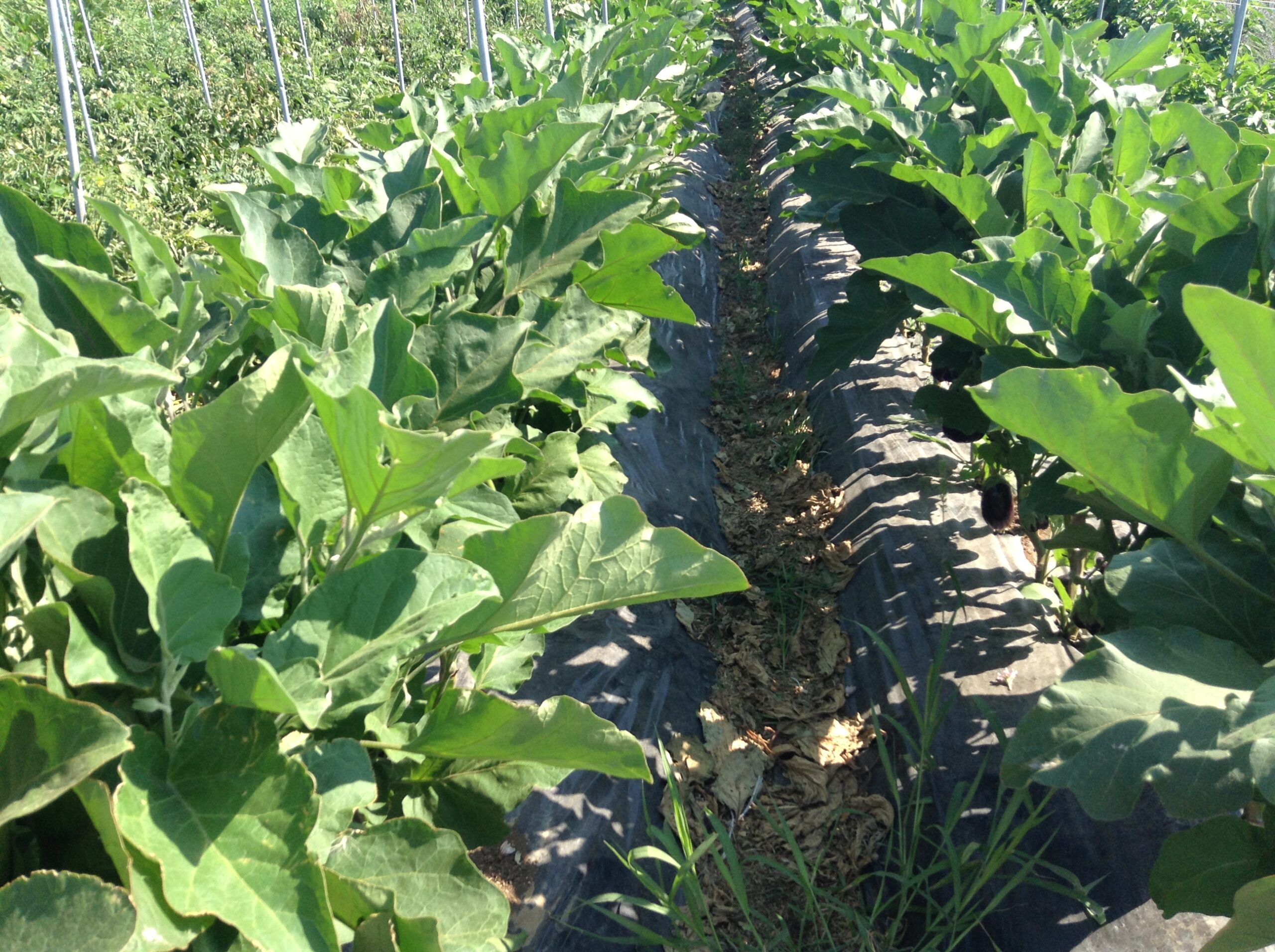 Azienda agraria