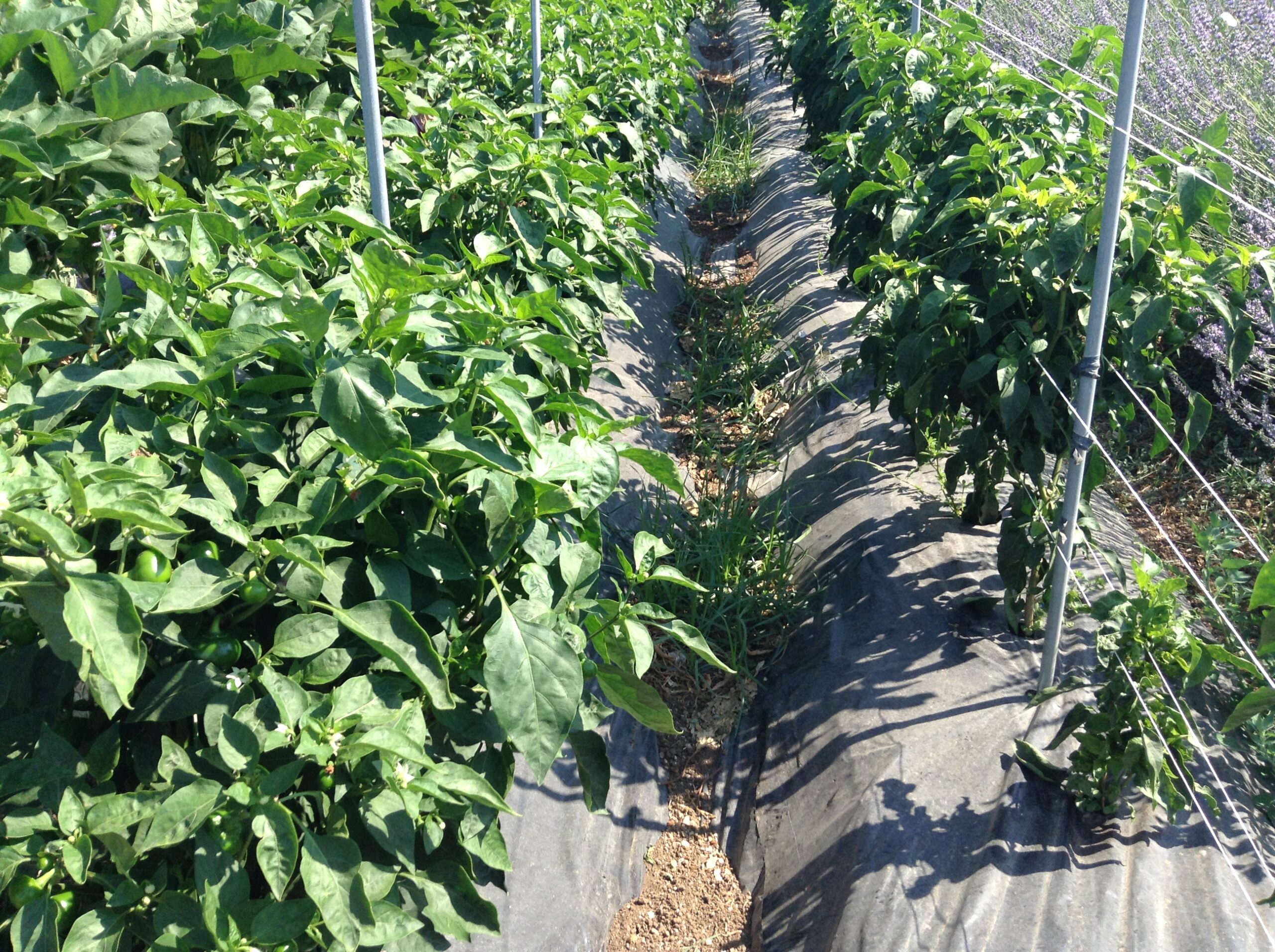 Azienda agraria