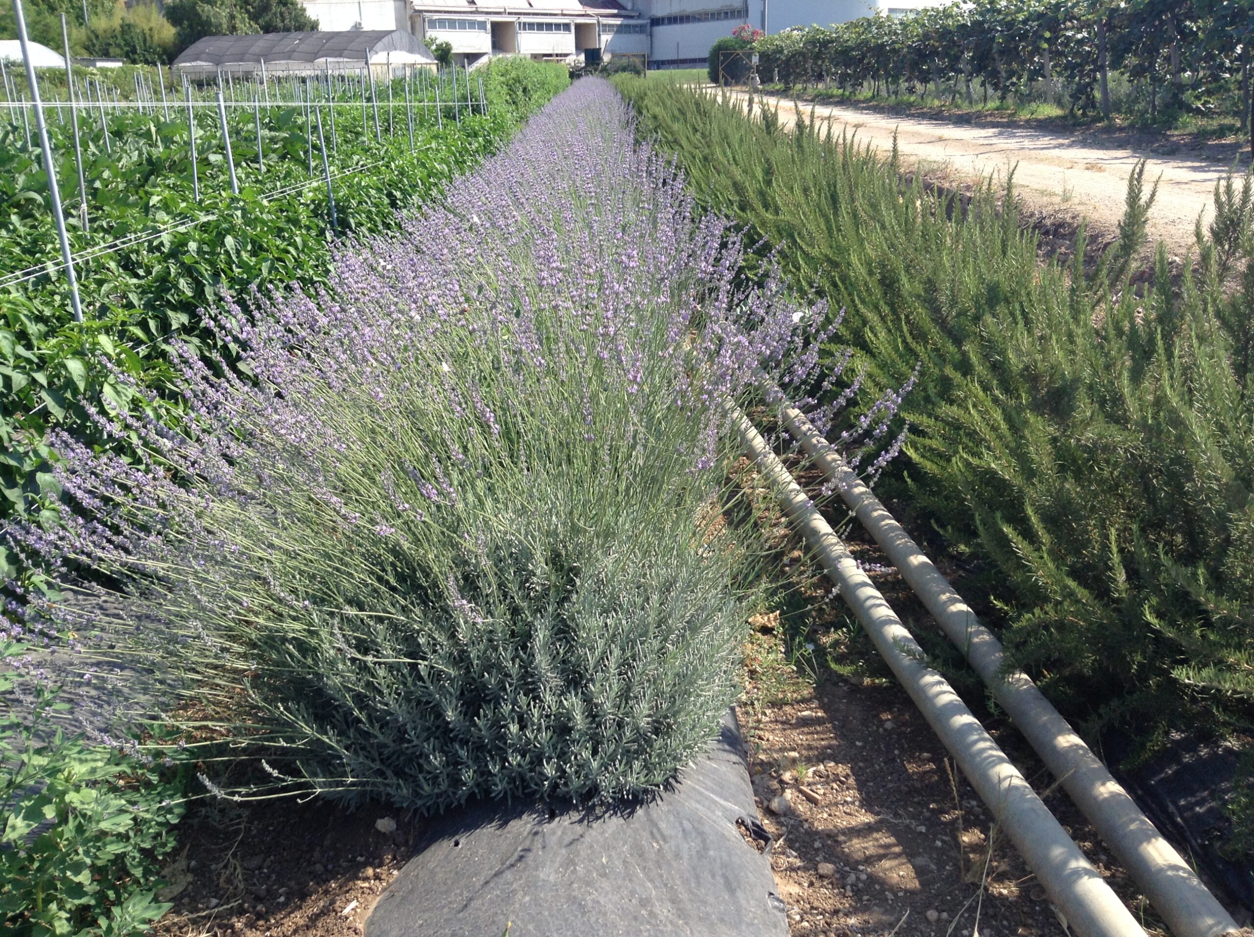 Azienda agraria