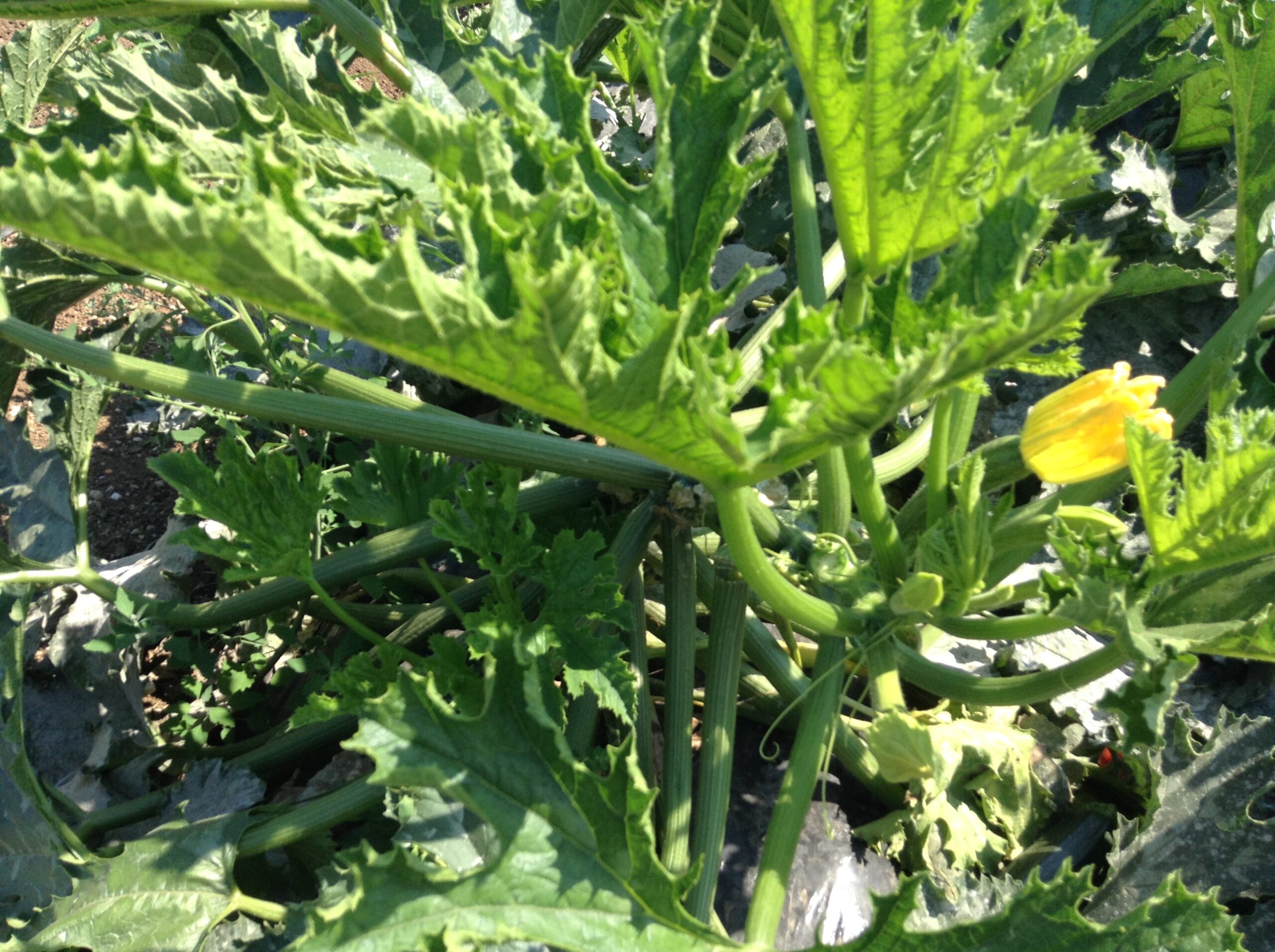 Azienda agraria