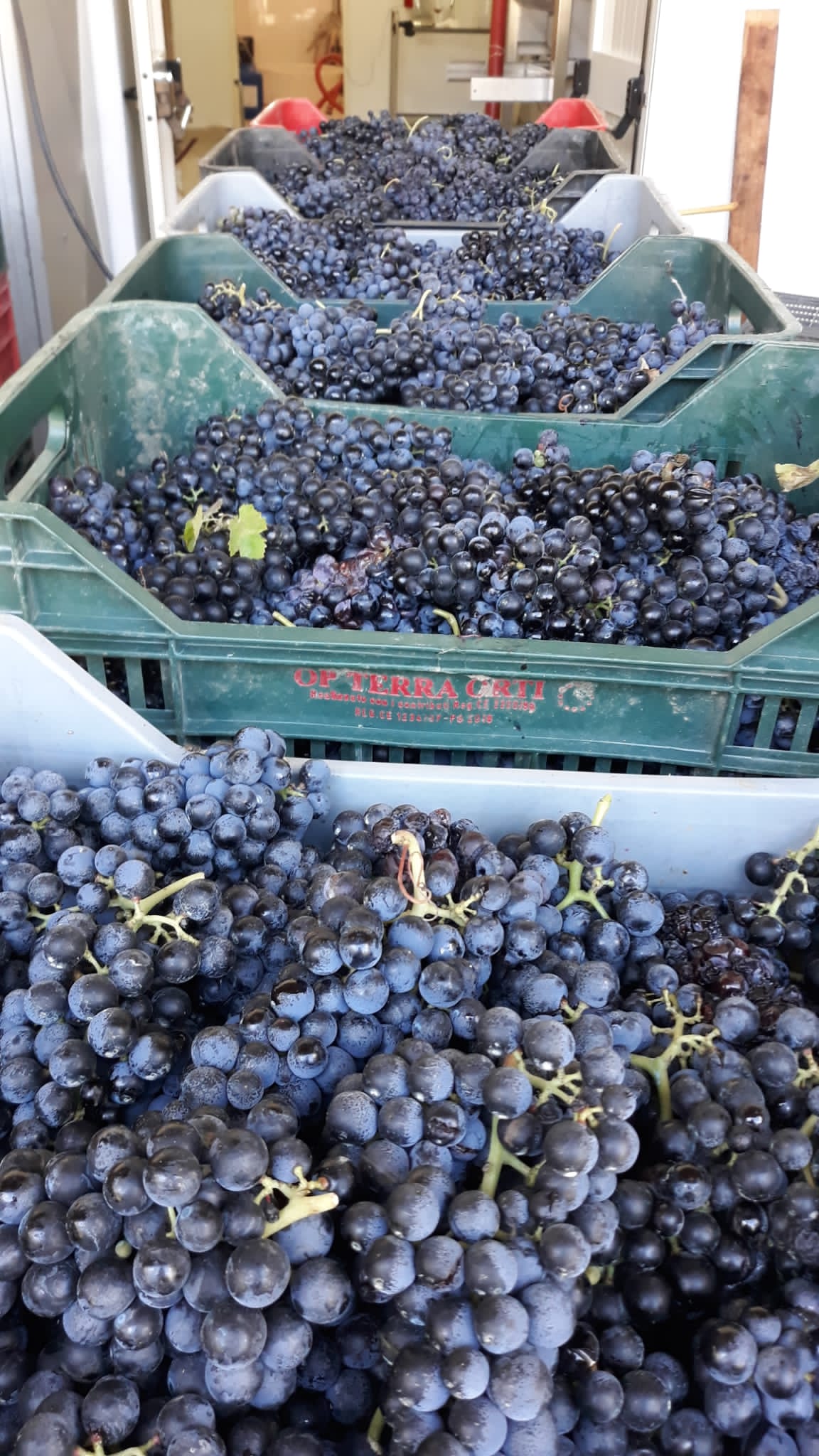 Azienda agraria: produzione vini