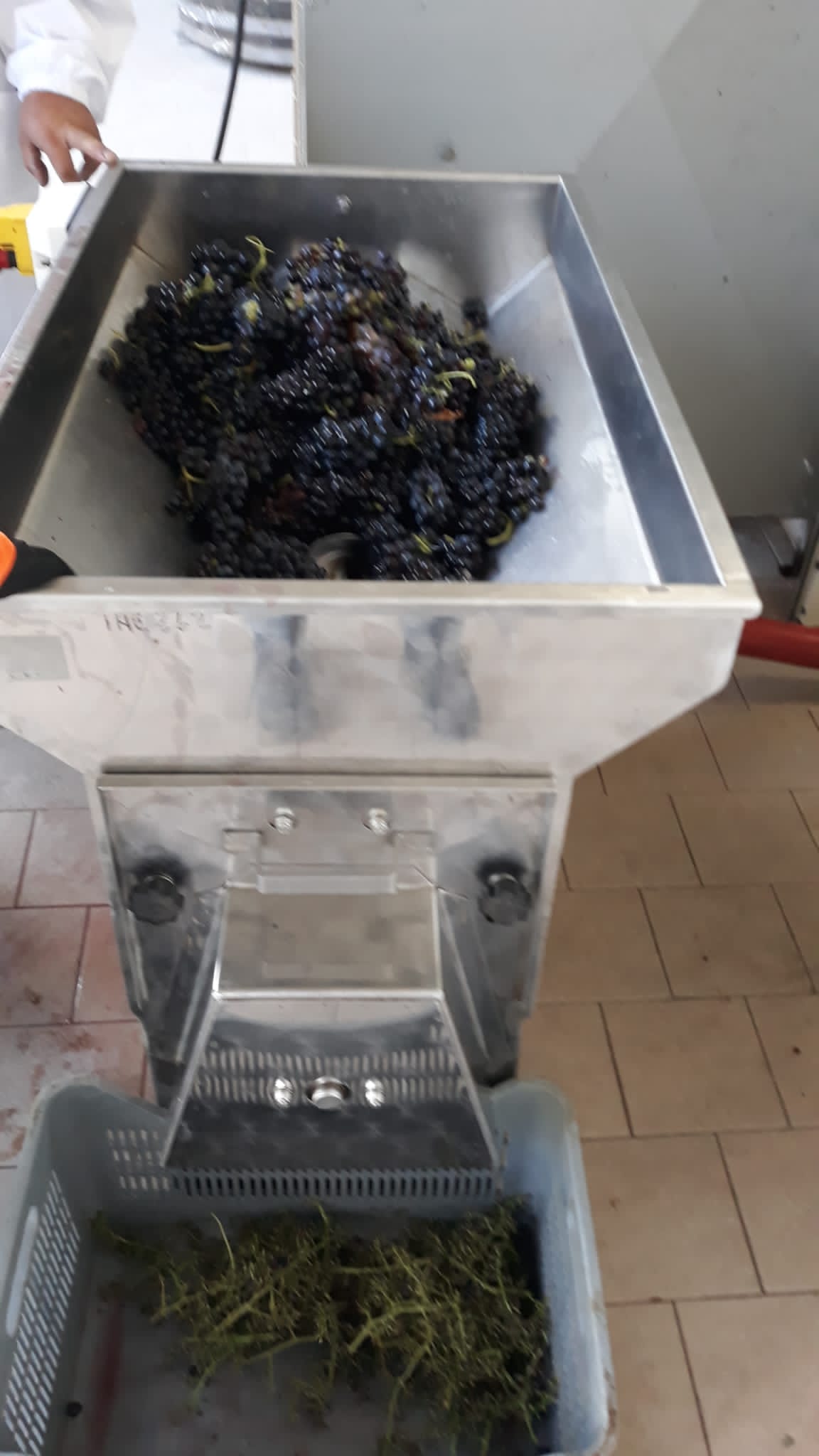 Azienda agraria: produzione vini