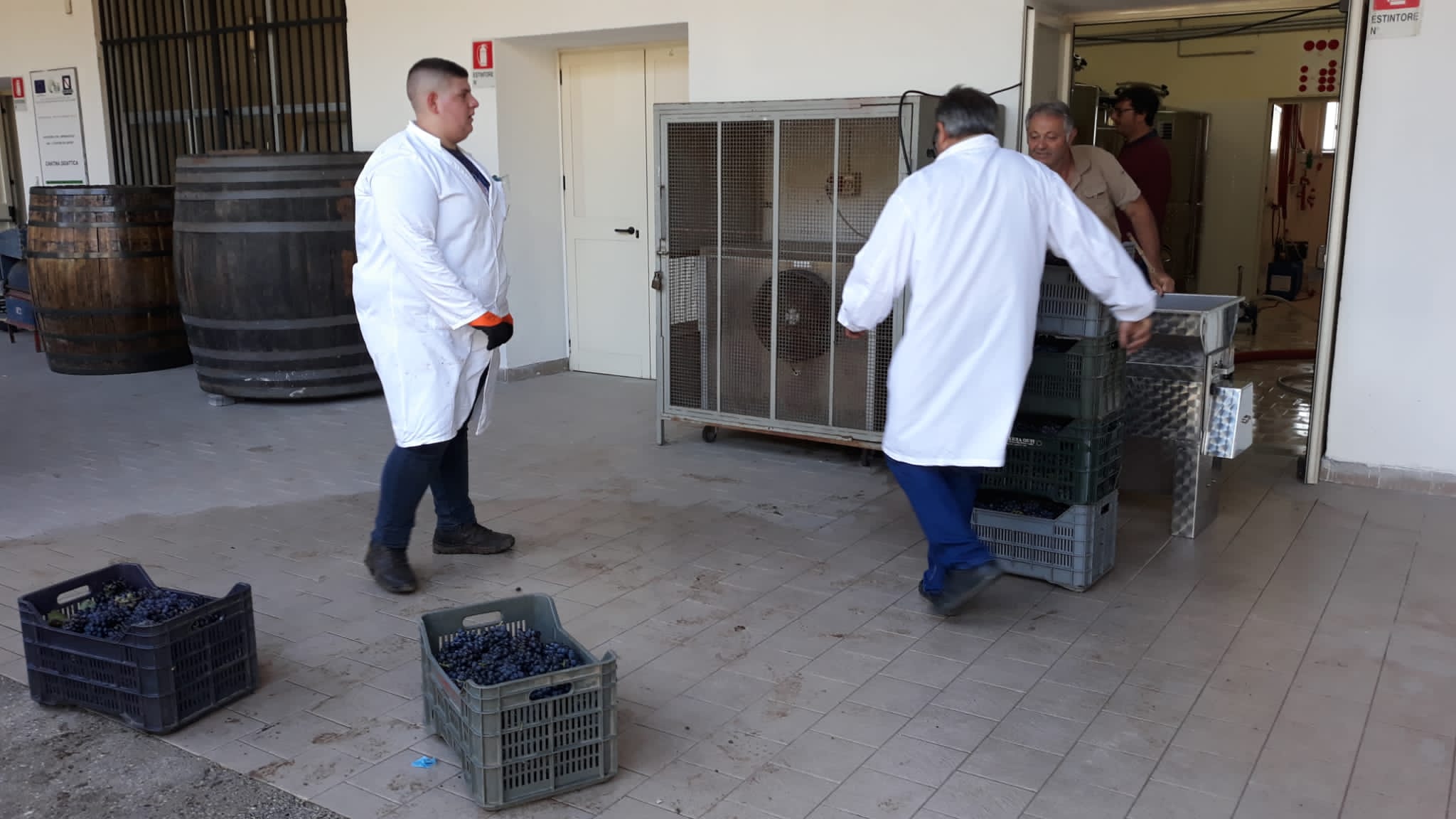 Azienda agraria: produzione vini