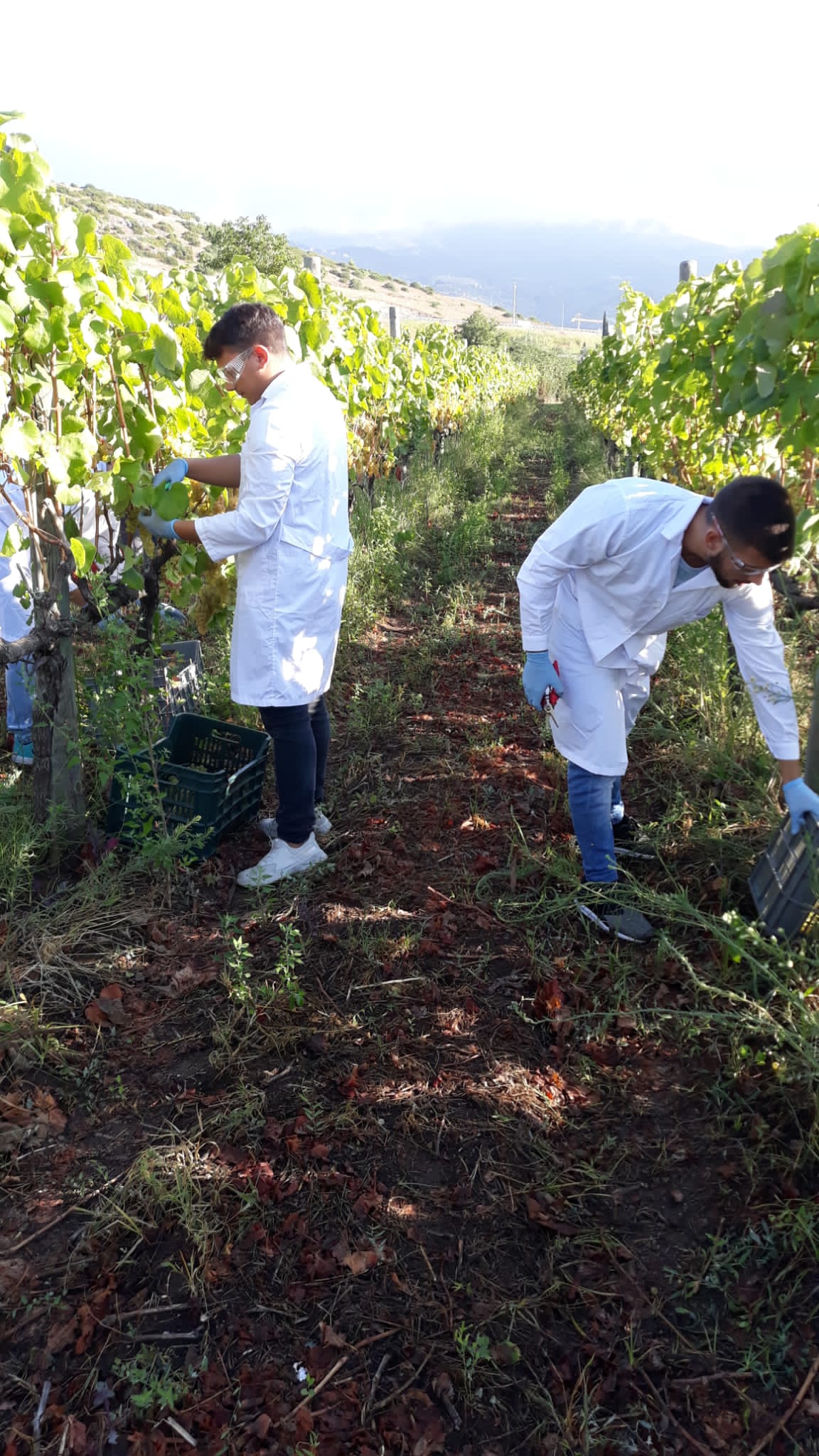 Azienda agraria: produzione vini