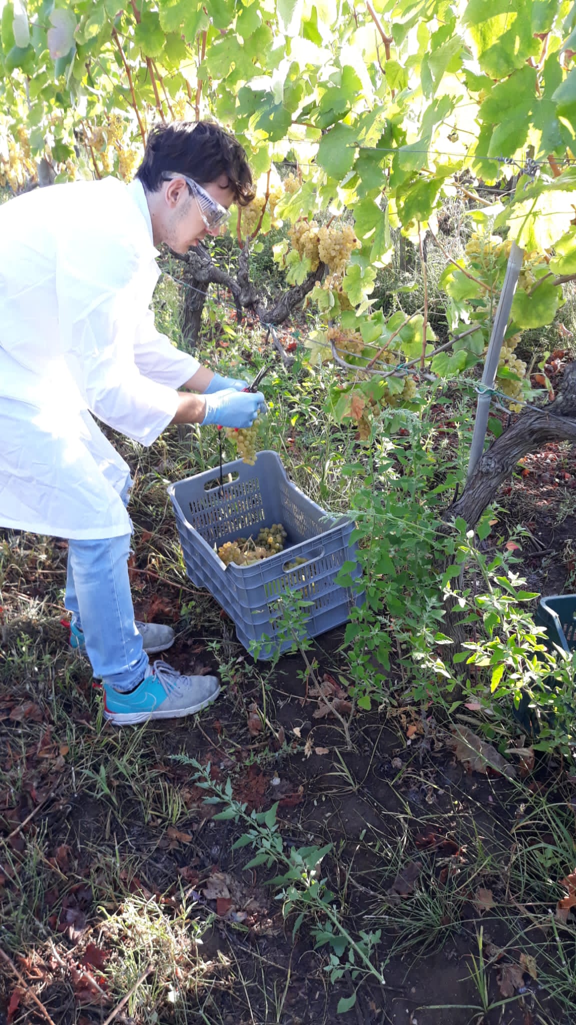 Azienda agraria: produzione vini