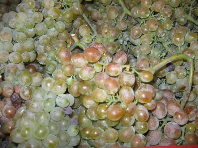 Azienda agraria: produzione vini