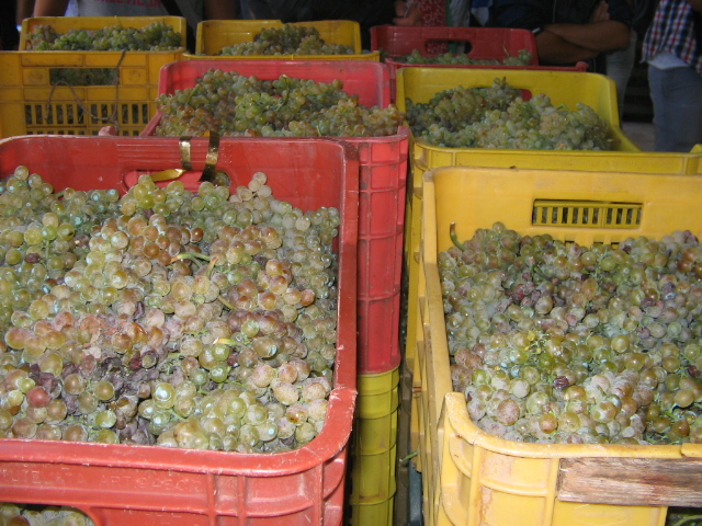 Azienda agraria: produzione vini