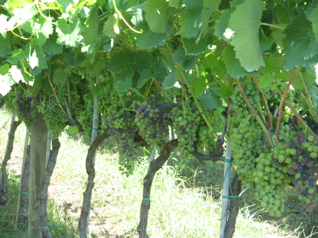 Azienda agraria: produzione vini