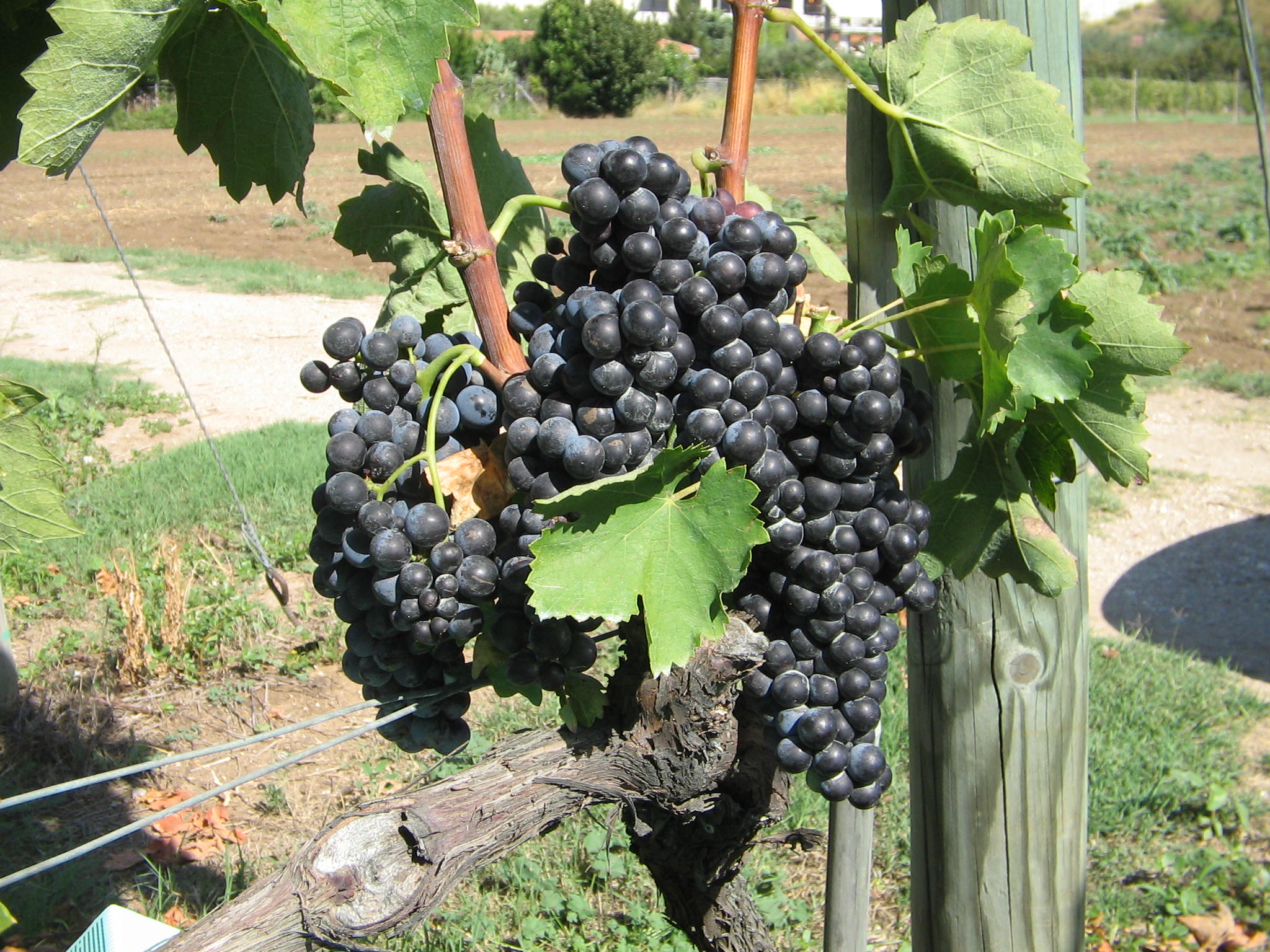 Azienda agraria: produzione vini