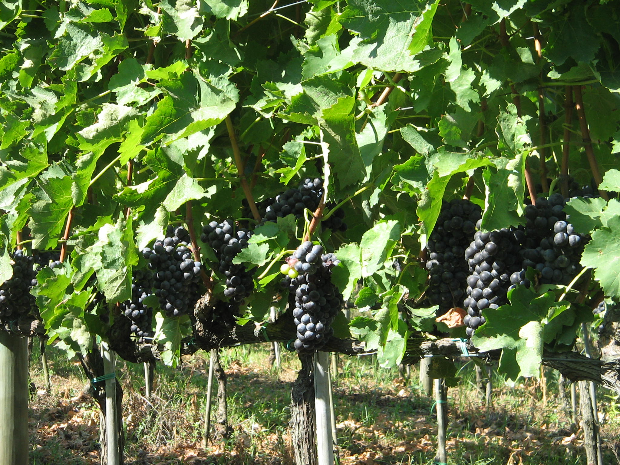Azienda agraria: produzione vini