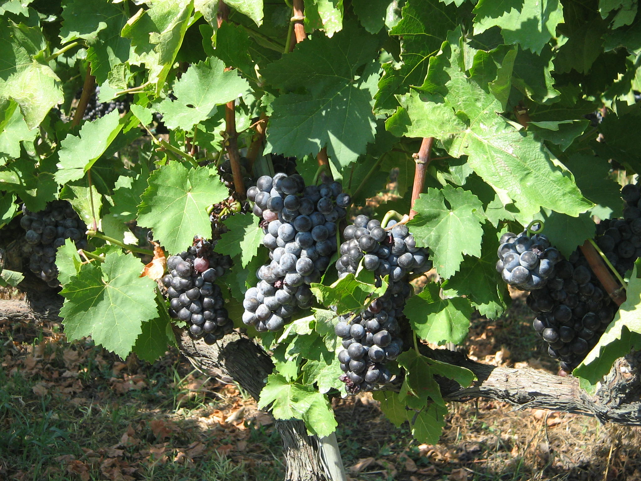 Azienda agraria: produzione vini