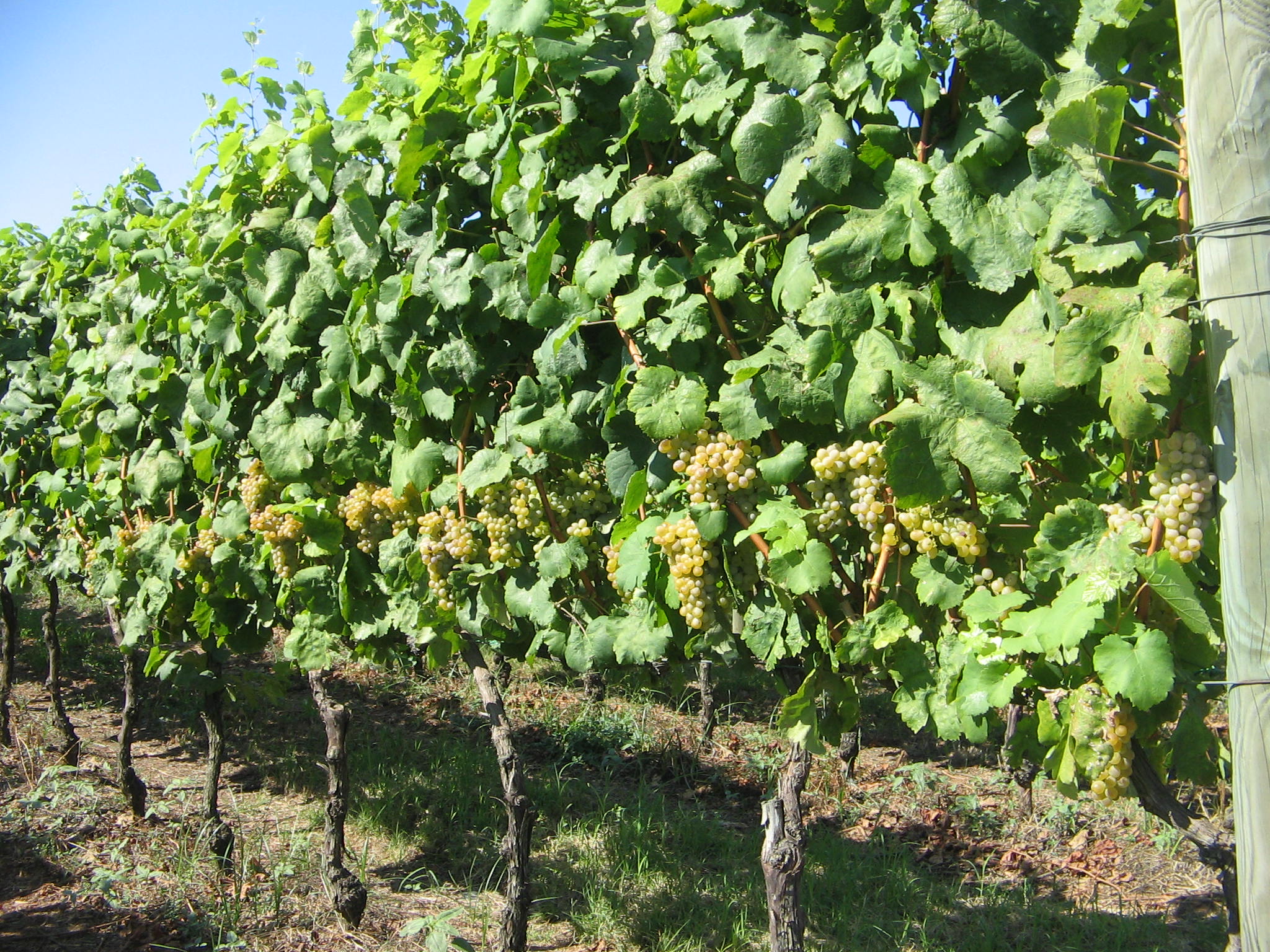 Azienda agraria: produzione vini
