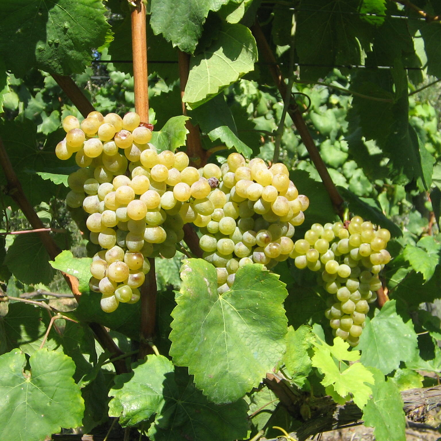 Azienda agraria: produzione vini