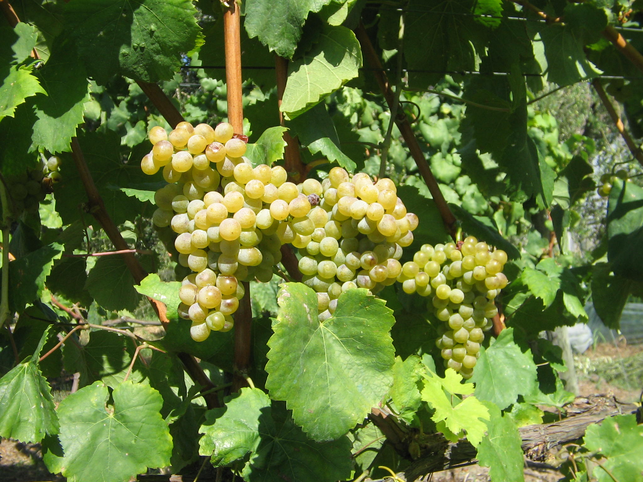 Azienda agraria: produzione vini