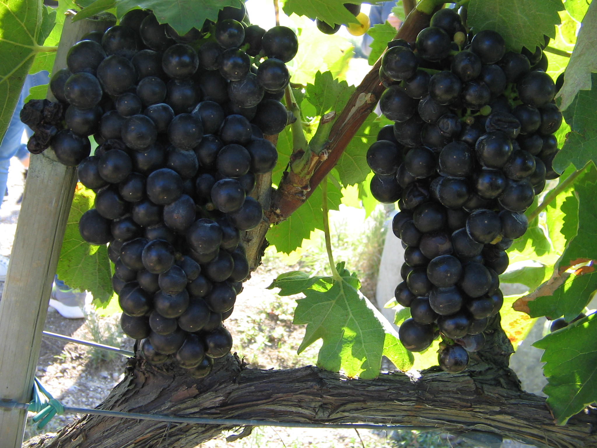 Azienda agraria: produzione vini