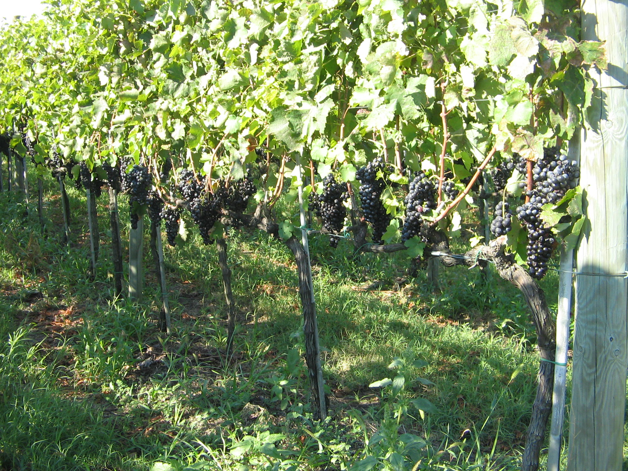 Azienda agraria: produzione vini