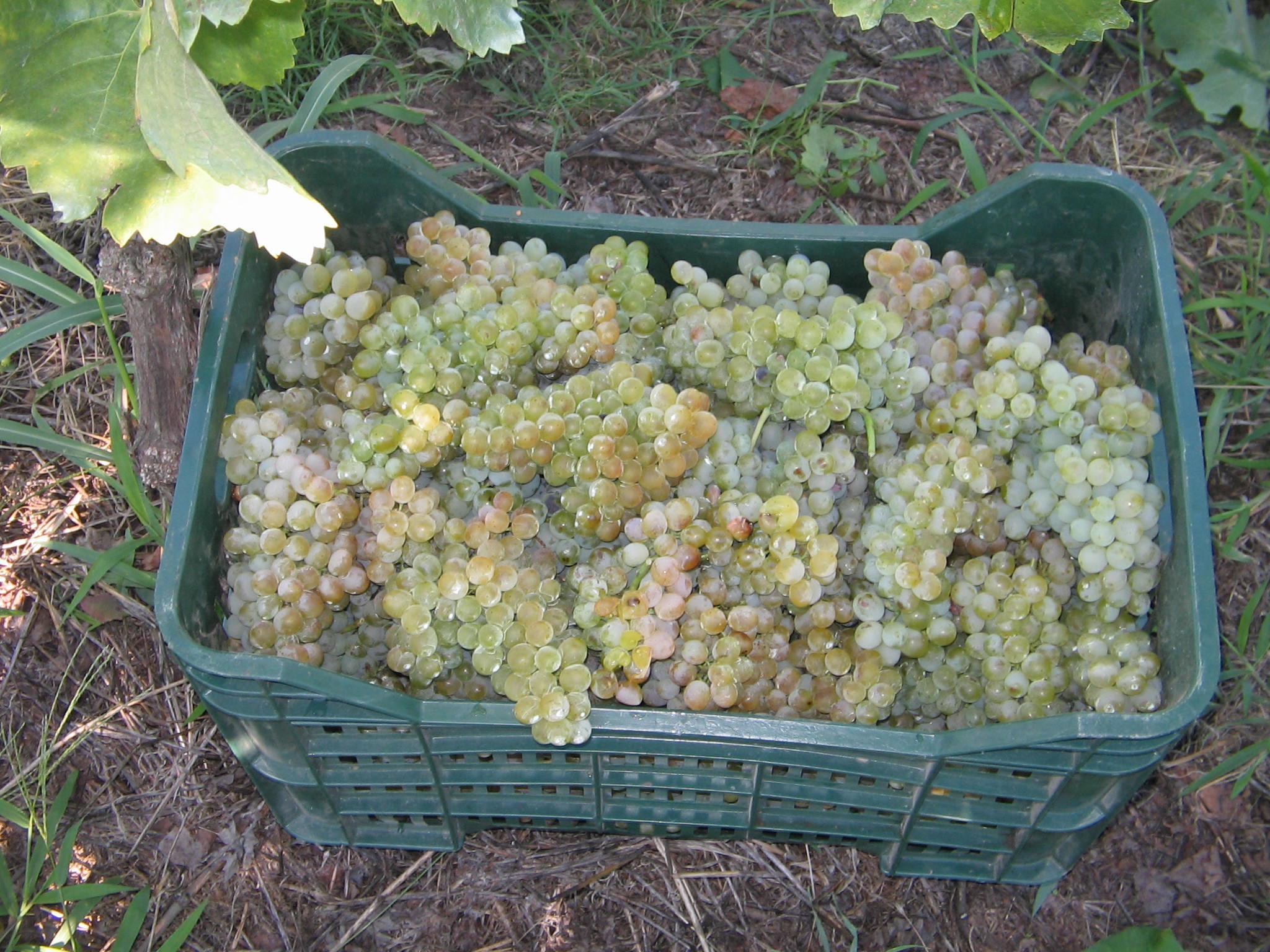 Azienda agraria: produzione vini