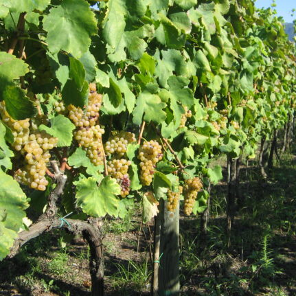 Azienda agraria: produzione vini