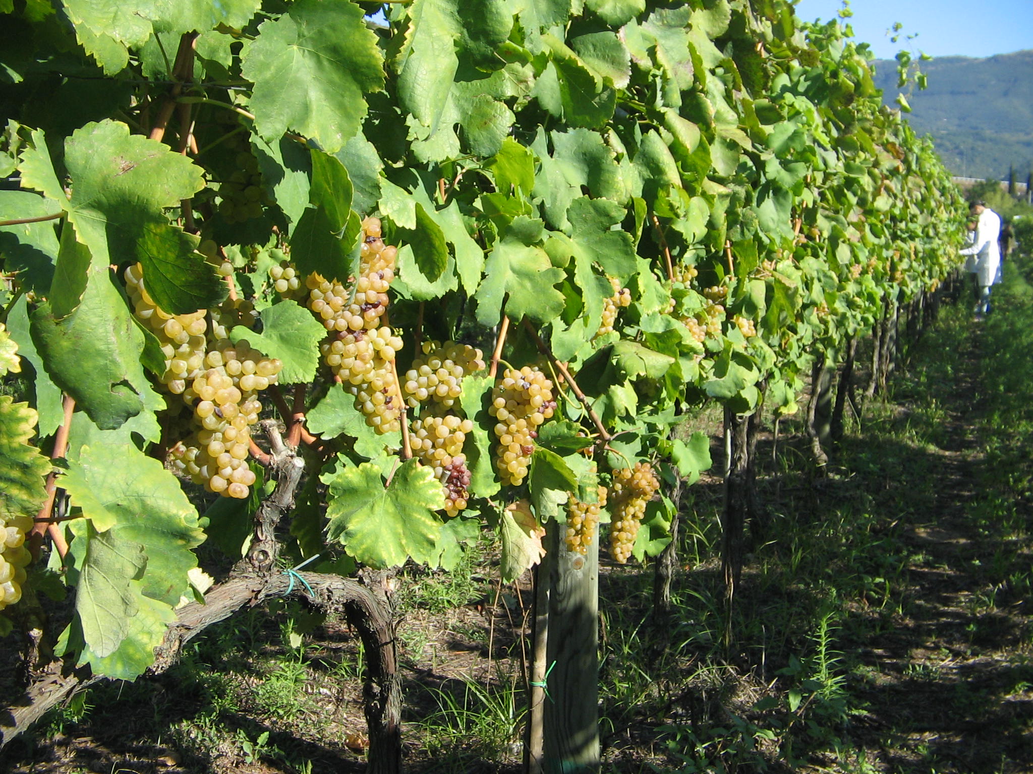 Azienda agraria: produzione vini