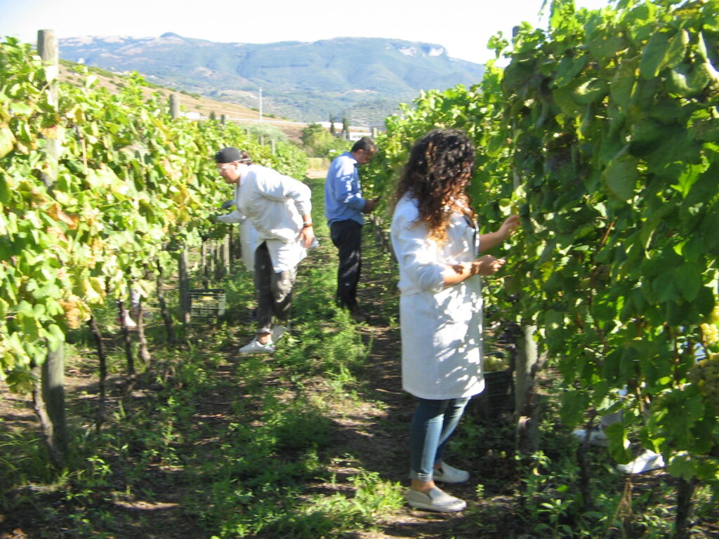 Azienda agraria: produzione vini