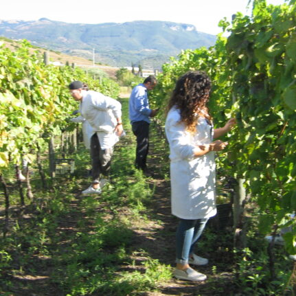 Azienda agraria: produzione vini
