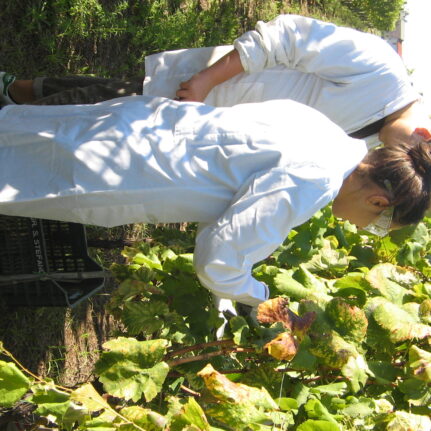 Azienda agraria: produzione vini