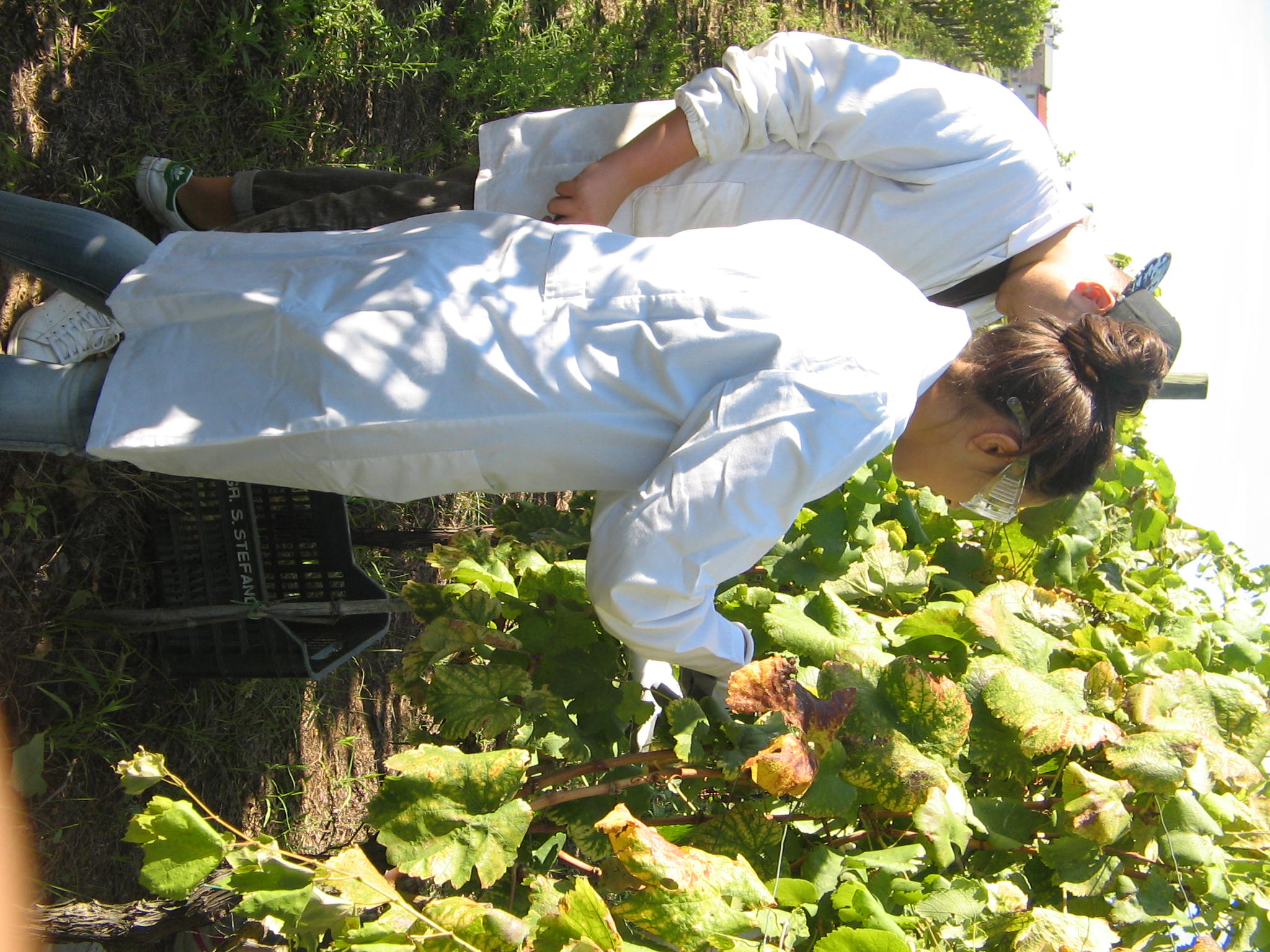 Azienda agraria: produzione vini