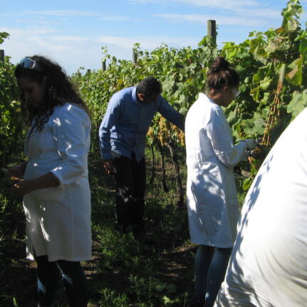 Azienda agraria: produzione vini