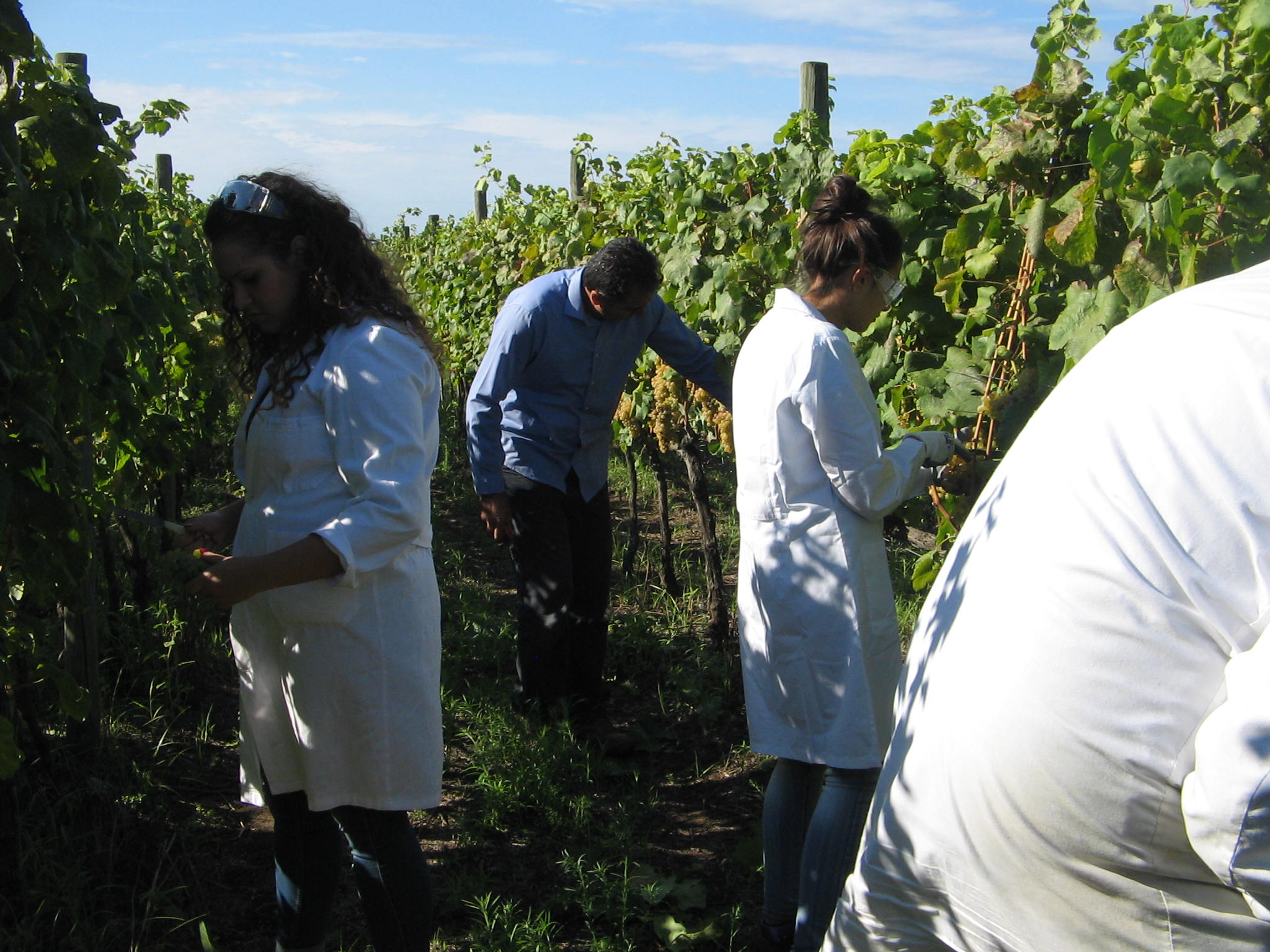 Azienda agraria: produzione vini