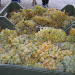 Azienda agraria: produzione vini