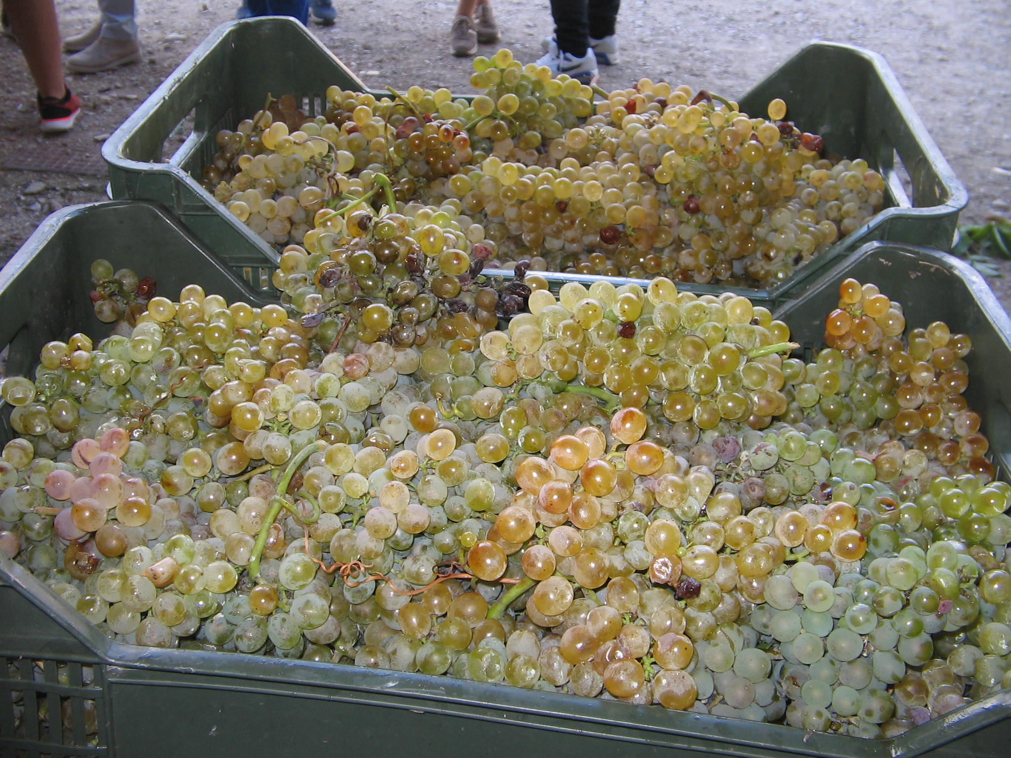 Azienda agraria: produzione vini