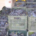 Azienda agraria: produzione vini