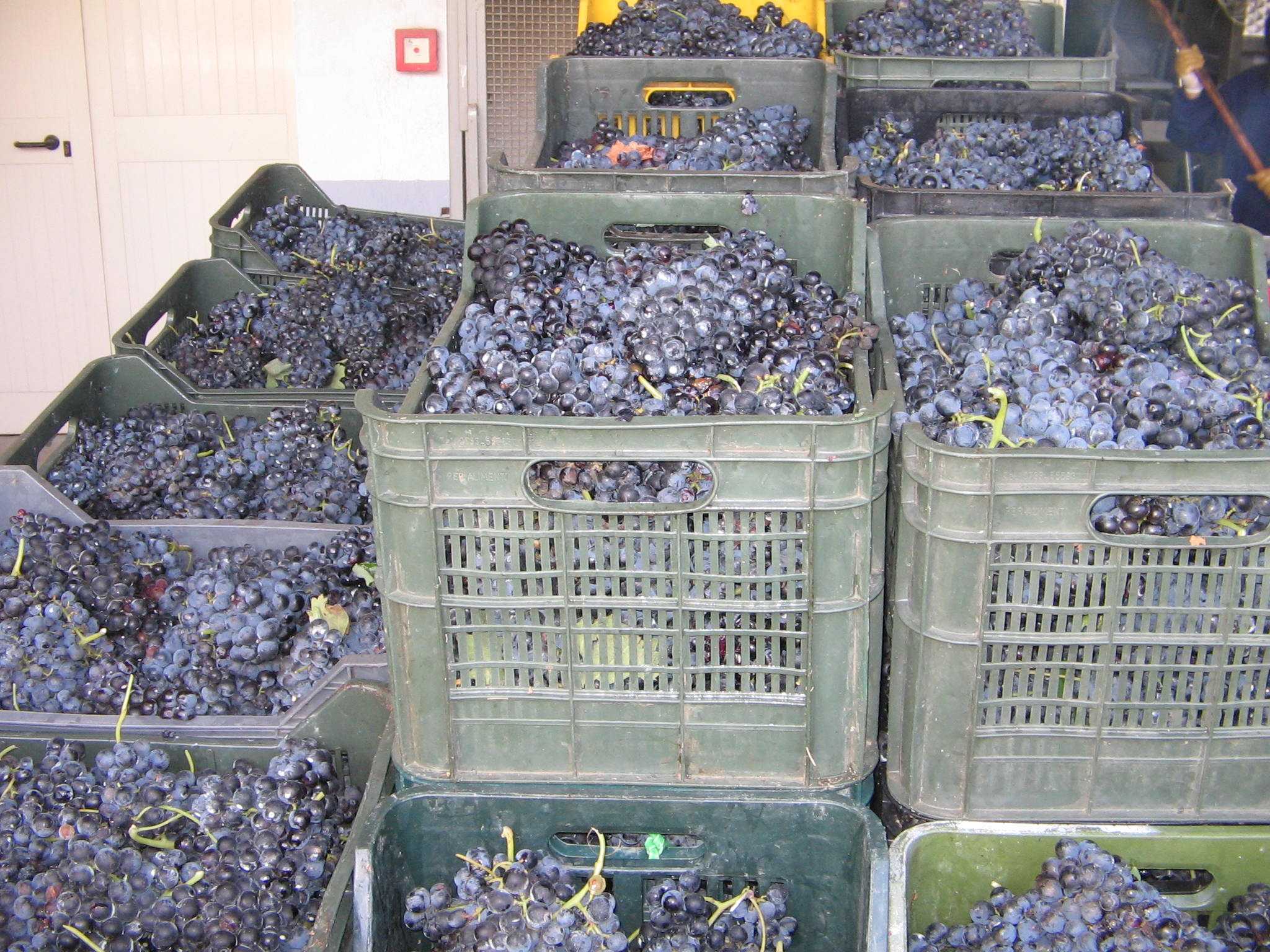 Azienda agraria: produzione vini