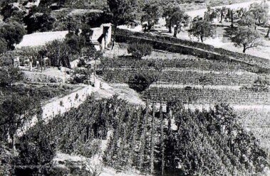 Veduta del vigneto