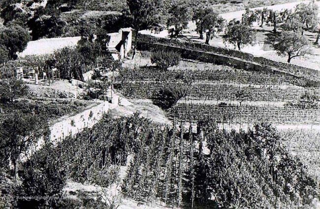 Veduta del vigneto