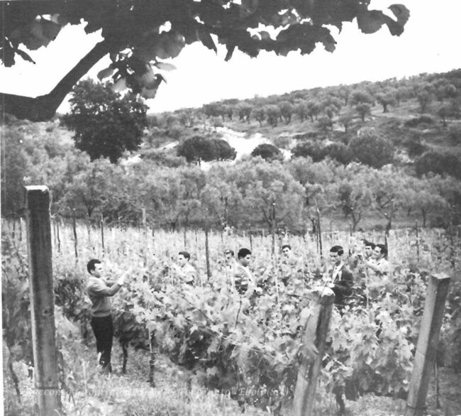 Potatura nel vigneto