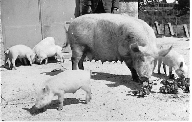 scrofa